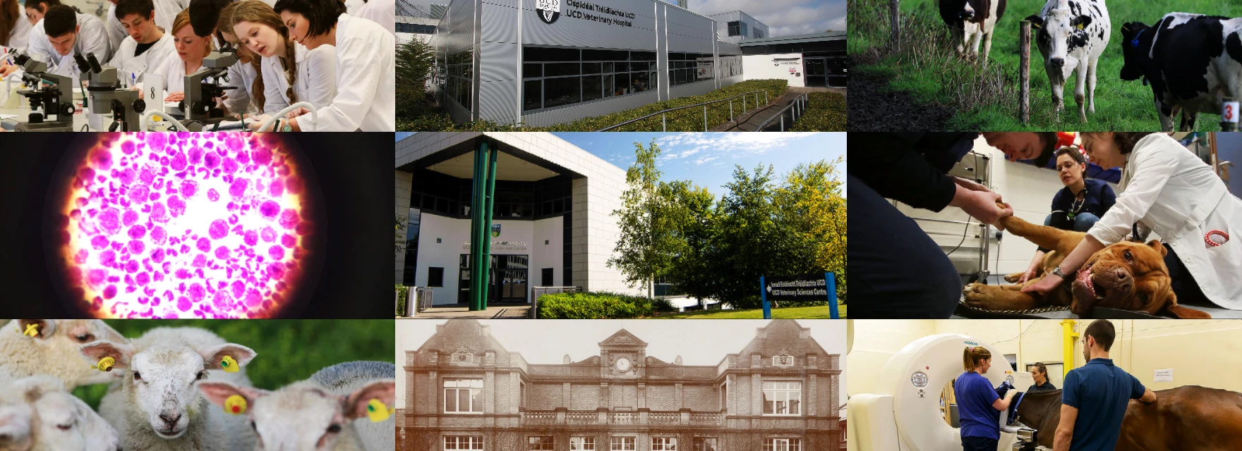 都柏林大学学院